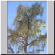 Birdsville - Waddi Tree (2).jpg